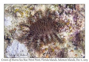 Crown-of-thorns Sea Star