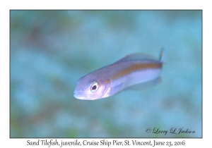 Sand Tilefish, juvenile