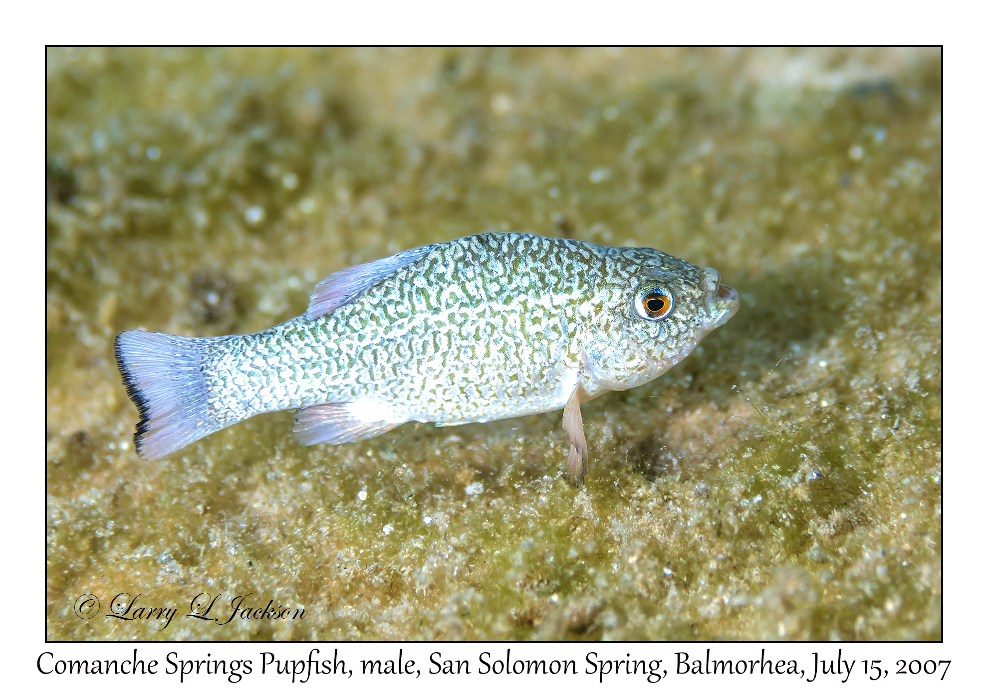 2007 07 1 San Solomon Spring Balmorhea Texas Dives 1767 1768