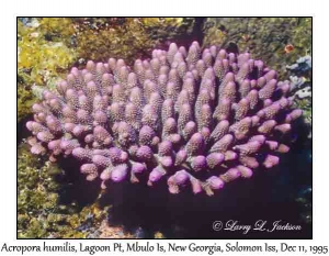 Acropora humilis