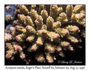 Acropora nasuta