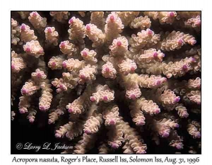 Acropora nasuta