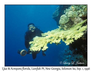 LJax & Acropora florida