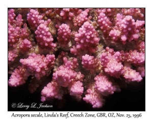 Acropora secale