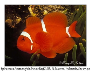 Spinecheek Anemonefish