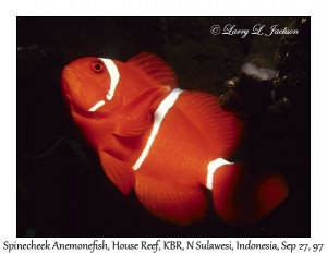 Spinecheek Anemonefish