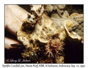 Spotfin Lionfish juvenile