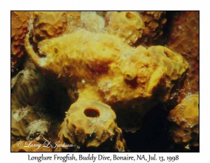 Longlure Frogfish