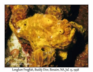 Longlure Frogfish