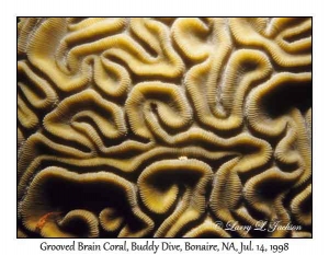 Grooved Brain Coral