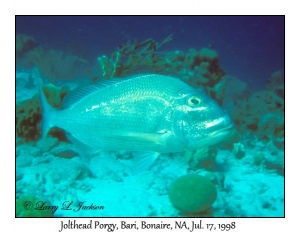 Jolthead Porgy