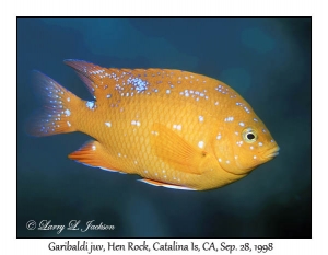 Garibaldi juvenile