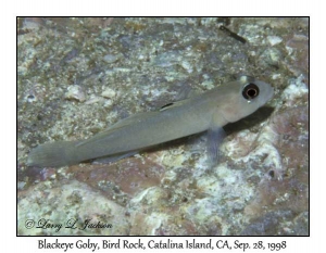 Blackeye Goby