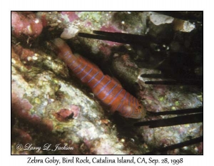 Zebra Goby