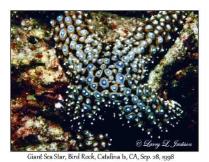 Giant Sea Star