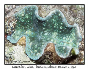 Giant Clam