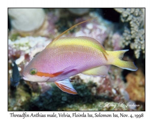 Threadfin Anthias male