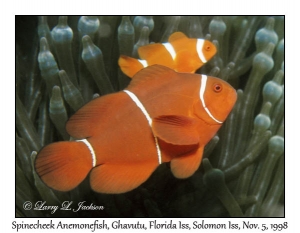 Spinecheek Anemonefish pair