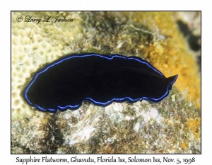 Sapphire Flatworm