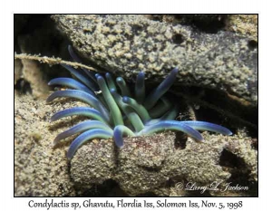Sea Anemone