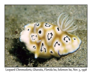 Leopard Chromodoris