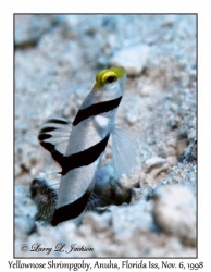 Yellownose Shrimpgoby