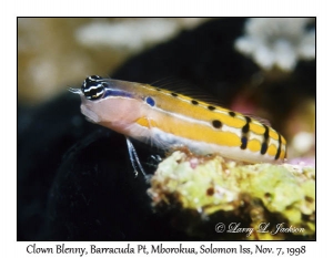 Clown Blenny