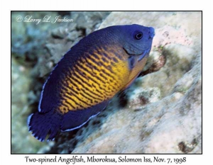 Two-spined Angelfish