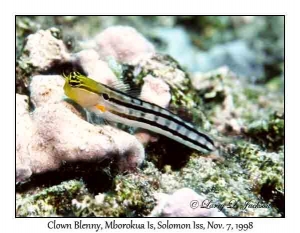 Clown Blenny