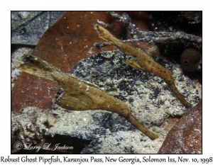Robust Ghost Pipefish pair