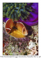 Pink Anemonefish