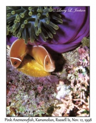 Pink Anemonefish pair