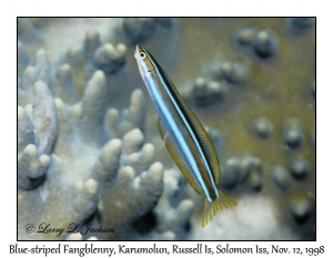 Blue-striped Fangblenny