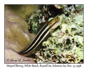 Striped Blenny