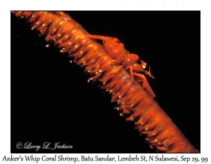 Anker's Whip Coral Shrimp