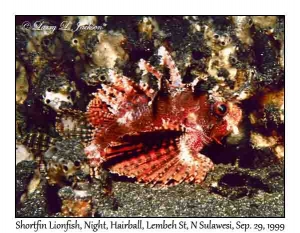 Shortfin Lionfish at night