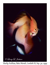 Stocky Anthias male fighting