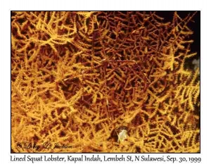 Lined Squat Lobster on Sea Fan