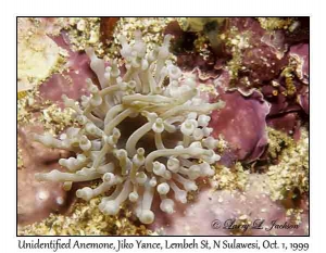 Unidentified anemone