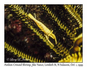 Ambon Crinoid Shrimp