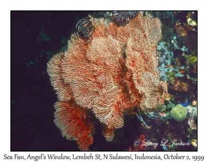 Sea Fan