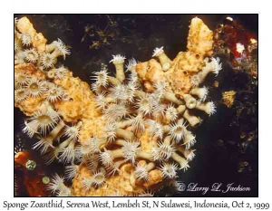 Sponge Zoanthid