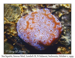 Unidentified Ascidian