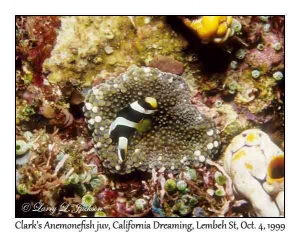 Clark's Anemonefish in Disc Anemone