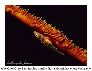 Wire Coral Goby