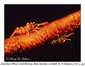 Zanzibar Whip Coral Shrimp