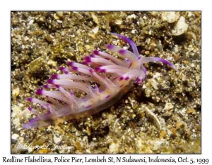 Redline Flabellina