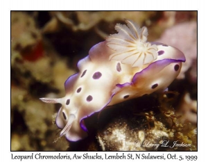 Leopard Chromodoris