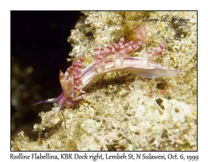 Redline Flabellina