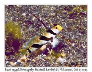 Black-rayed Shrimpgoby